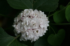 Clerodendrum philippinum